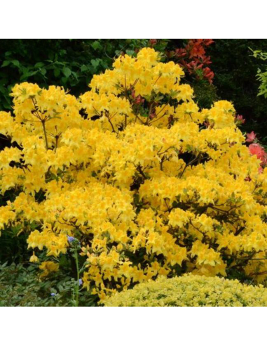 Rhododendron "Golden" - Ghiveci P9