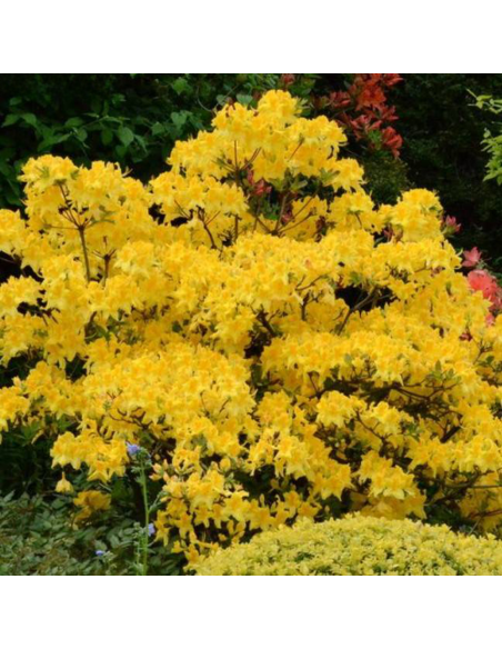 Rhododendron "Golden" - Ghiveci P9
