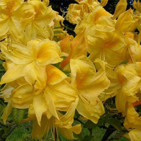 Rhododendron "Golden" - Ghiveci P9 2