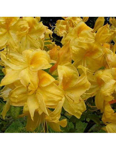 Rhododendron "Golden" - Ghiveci P9