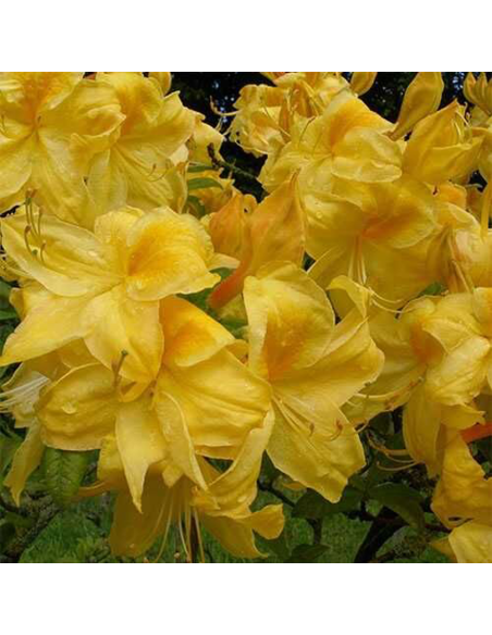 Rhododendron "Golden" - Ghiveci P9