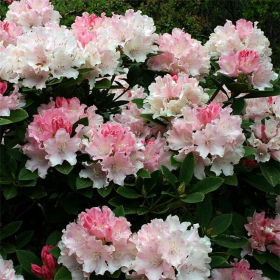 Rhododendron "Dreamland" - Ghiveci P9