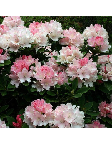Rhododendron "Dreamland" - Ghiveci P9