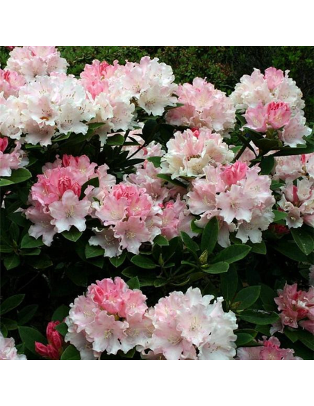 Rhododendron "Dreamland" - Ghiveci P9