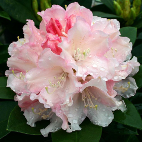 Rhododendron "Dreamland" - Ghiveci P9 2
