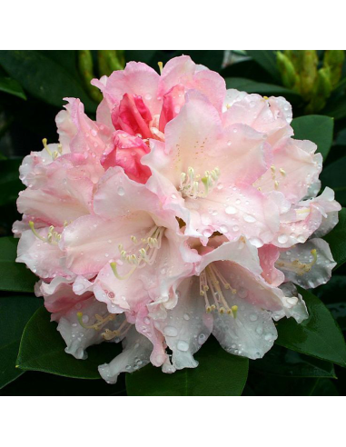 Rhododendron "Dreamland" - Ghiveci P9