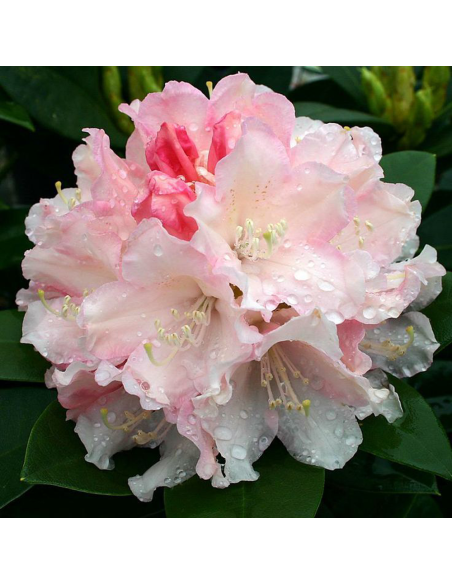Rhododendron "Dreamland" - Ghiveci P9