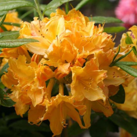 Rhododendron "Golden Lights" - Ghiveci P9 2