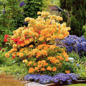 Rhododendron "Golden Lights" - Ghiveci P9