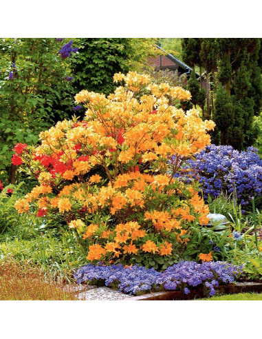 Golden Rhododendron Rhododendron