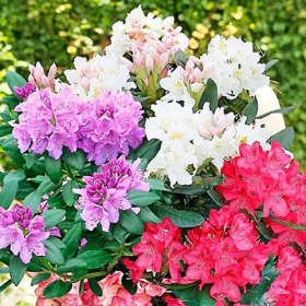 Rhododendron "Trio-ul Gradinii" - Ghiveci P9