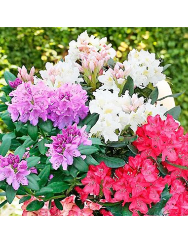 Rhododendron "Trio-ul Gradinii" - Ghiveci P9