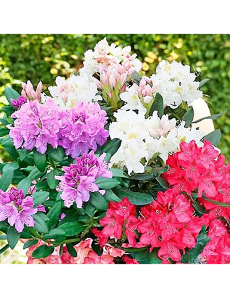 Rhododendron "Trio-ul Gradinii" - Ghiveci P9