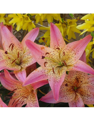 Crini Premium Parfumati "Pink Pixie" Bulbi