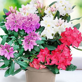 Rhododendron "Trio-ul Gradinii" - Ghiveci P9 2