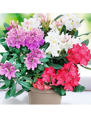 Rhododendron "Trio-ul Gradinii" - Ghiveci P9