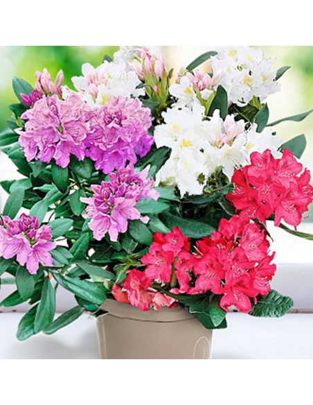Rhododendron "Trio-ul Gradinii" - Ghiveci P9