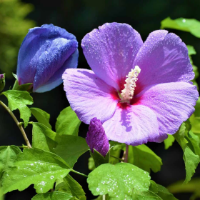Hibiscus "Purple Sensation" - Ghiveci 3L