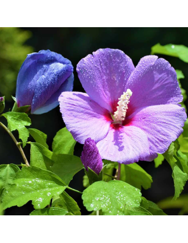 Hibiscus "Purple Sensation" - Ghiveci 3L