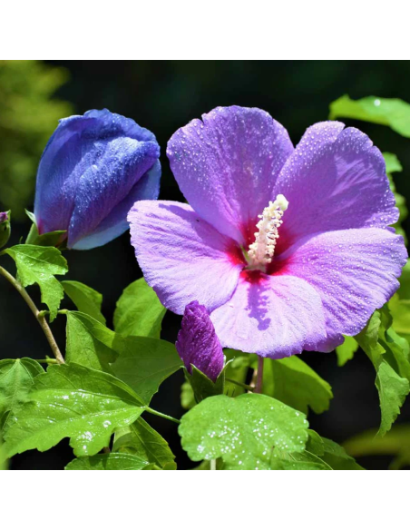 Hibiscus "Purple Sensation" - Ghiveci 3L