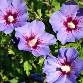 Hibiscus "Purple Sensation" - Ghiveci 3L 2