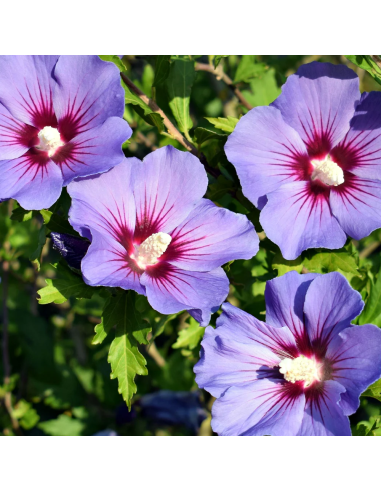 Hibiscus "Purple Sensation" - Ghiveci 3L