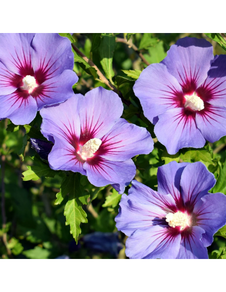 Hibiscus "Purple Sensation" - Ghiveci 3L