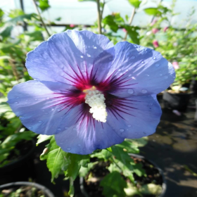 Hibiscus Syriacus "Marina Blue"  - Ghiveci 3L