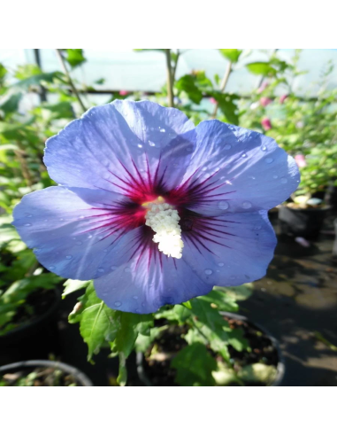 Hibiscus Syriacus "Marina Blue"  - Ghiveci 3L