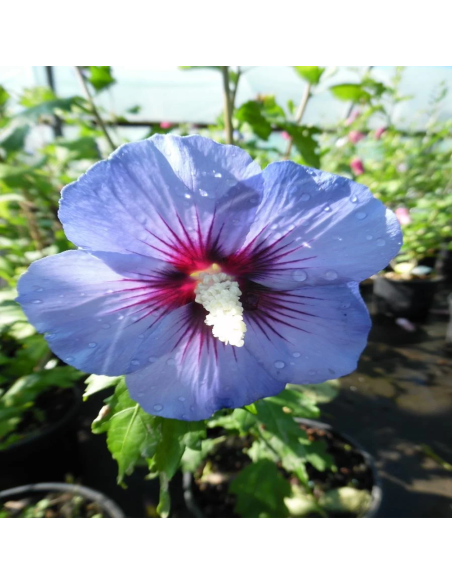 Hibiscus Syriacus "Marina Blue"  - Ghiveci 3L