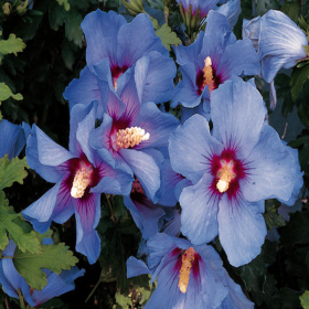Hibiscus Syriacus "Marina Blue"  - Ghiveci 3L 2