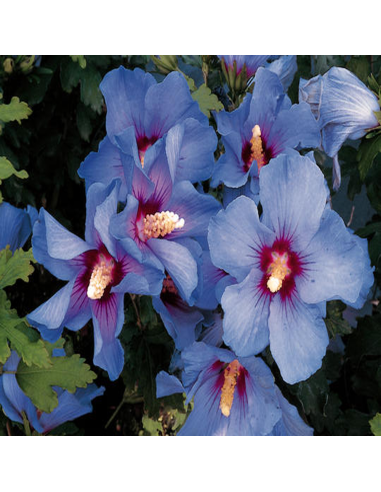 Hibiscus Syriacus "Marina Blue"  - Ghiveci 3L