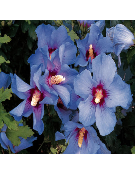 Hibiscus Syriacus "Marina Blue"  - Ghiveci 3L