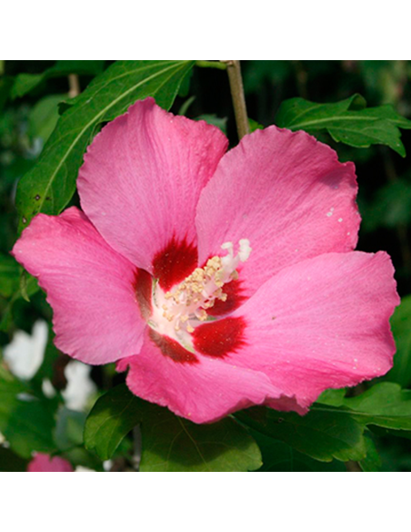 Hibiscus Sryiacus "Woodbridge" - Ghiveci 3L