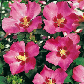 Hibiscus Sryiacus "Woodbridge" - Ghiveci 3L 2