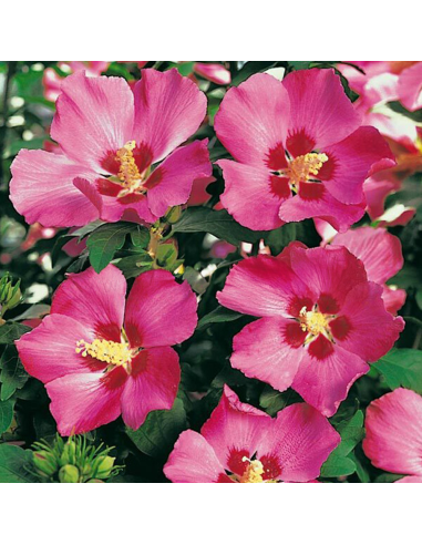 Hibiscus Sryiacus "Woodbridge" - Ghiveci 3L