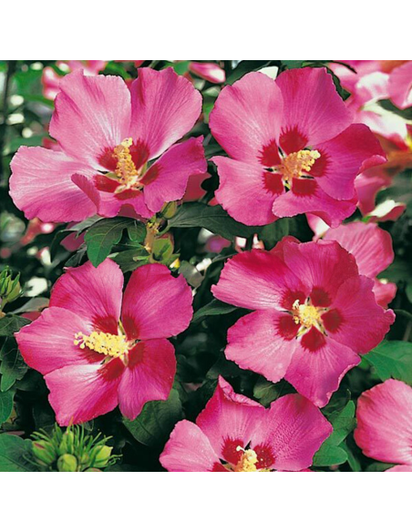 Hibiscus Sryiacus "Woodbridge" - Ghiveci 3L