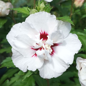 Hibiscus Syriacus "Speciosus" - Ghiveci 3L