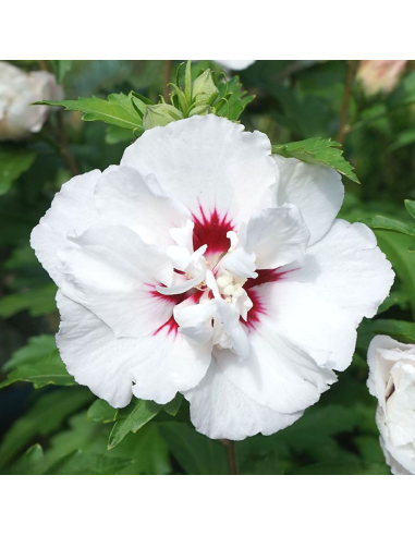 Hibiscus Syriacus "Speciosus" - Ghiveci 3L