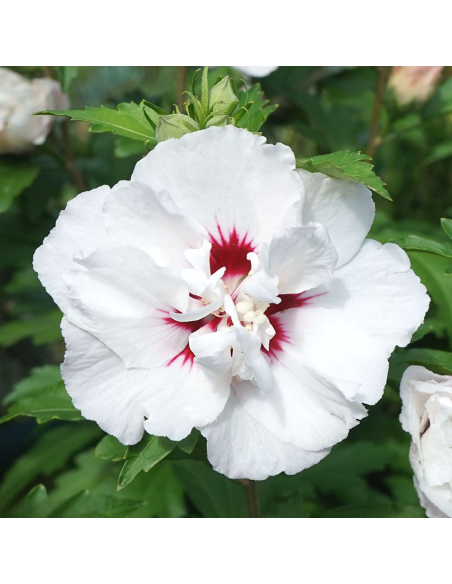 Hibiscus Syriacus "Speciosus" - Ghiveci 3L