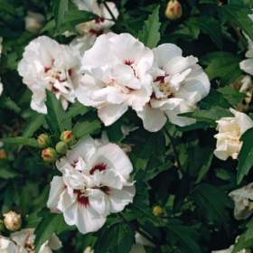 Hibiscus Syriacus "Speciosus" - Ghiveci 3L 2