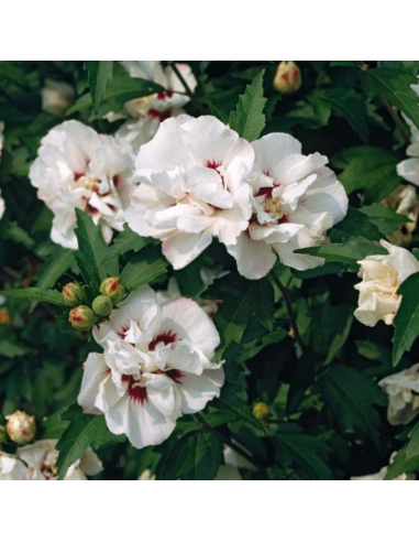 Hibiscus Syriacus "Speciosus" - Ghiveci 3L