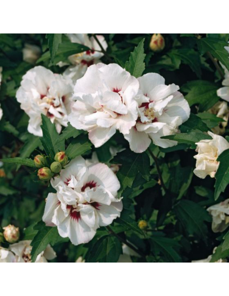 Hibiscus Syriacus "Speciosus" - Ghiveci 3L