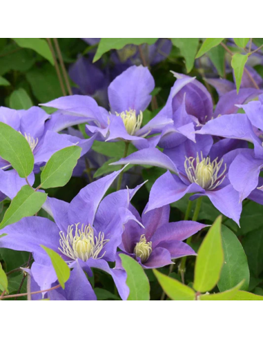 Clematis Olympia - Ghiveci 2L