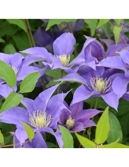 Clematis Olympia - Ghiveci 2L