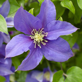 Clematis Olympia - Ghiveci 2L