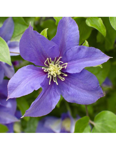 Clematis Olympia - Ghiveci 2L