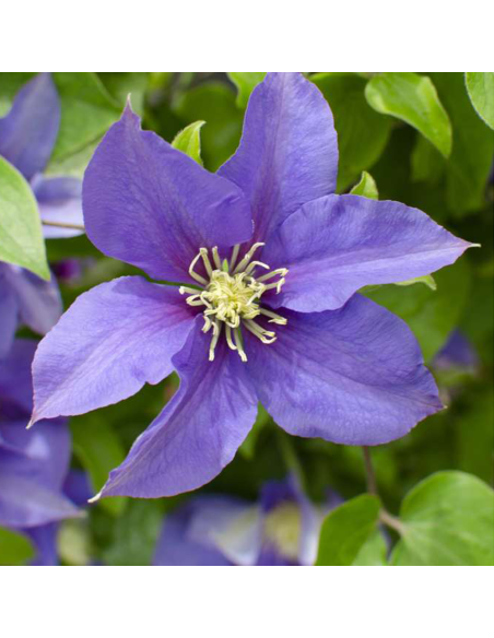 Clematis Olympia - Ghiveci 2L