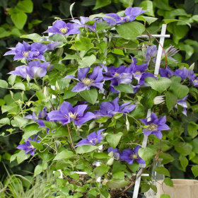 Clematis Olympia - Ghiveci 2L 2