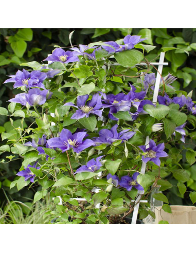 Clematis Olympia - Ghiveci 2L